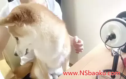 细腻的柴犬美食时光:聆听治愈系口腔音