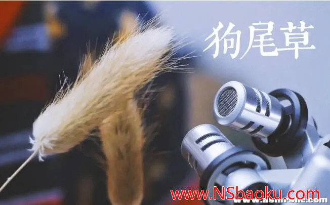 沉浸式狗尾巴草采耳ASMR,纾解压力放松身心