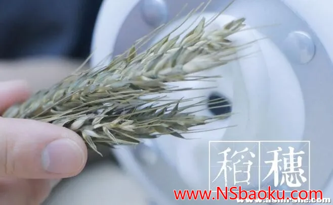 沉浸式稻穗助眠体验 —— 刺激感官的宁静之旅-男士宝库