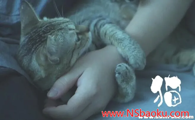 猫咪的温柔陪伴 —— 粘人猫咪助眠伴音-男士宝库