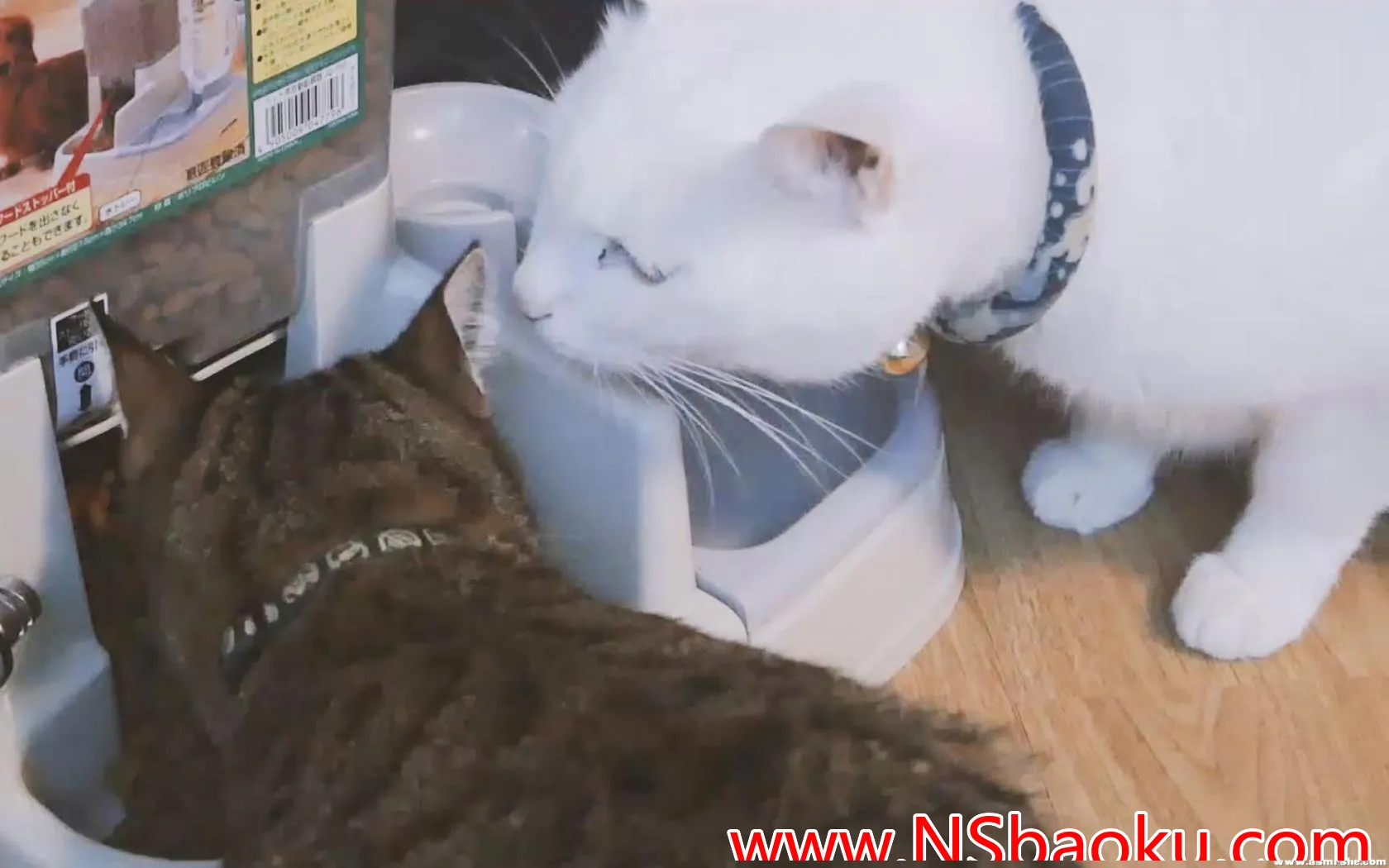 沉浸式ASMR体验：脆脆的猫粮咀嚼音（无人声）-男士宝库