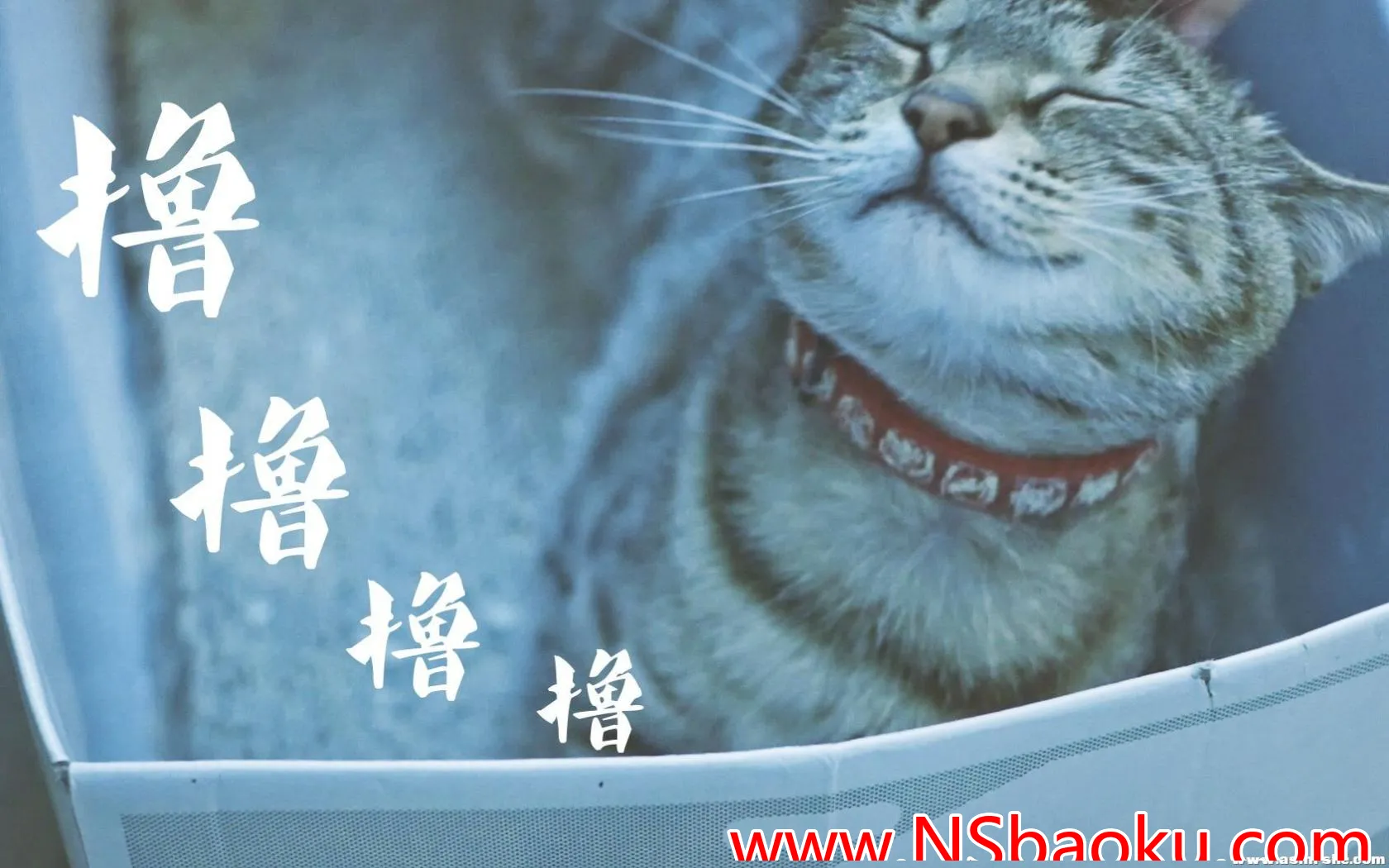 猫咪的温柔低语 —— 沉浸式助眠视听盛宴-男士宝库